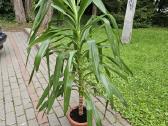 Gražuolė 160cm. Juka - nuotraukos Nr. 3