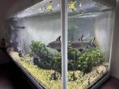 Didelis akvariumas 470l su priedais ir žuvimis - nuotraukos Nr. 4