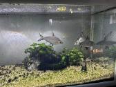 Didelis akvariumas 470l su priedais ir žuvimis - nuotraukos Nr. 5