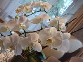 Parduodama orchidėja su 18 žiedų