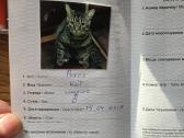 Puikus katinas ieško gerų namų. - nuotraukos Nr. 2