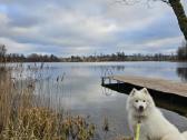 Ieškome Mylinčių Ir Atsakingų Namų Samojedui - nuotraukos Nr. 2