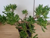 Daug amarilių 10eur. ir dovanų sukulentas - nuotraukos Nr. 3