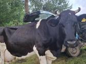 Karvė