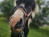 Ponis