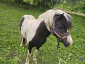 Ponis - nuotraukos Nr. 3