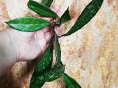 Hoya publikalix dark - nuotraukos Nr. 3