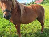 Parduodu ponį