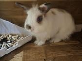 Dovanojame 3metukų porelę - nuotraukos Nr. 5