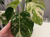 Monstera albo variegata