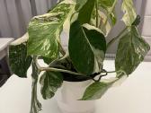 Monstera albo variegata - nuotraukos Nr. 2