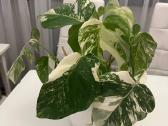 Monstera albo variegata - nuotraukos Nr. 3