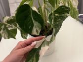 Monstera albo variegata - nuotraukos Nr. 4