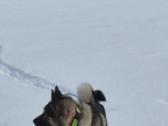 Pirmoji Norvegų Elkhundų vada Lietuvoje - nuotraukos Nr. 2