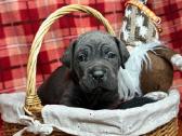 Cane Corso šuniukai su Ksu/fci dokumentais - nuotraukos Nr. 6