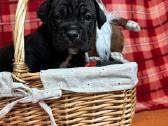 Cane Corso šuniukai su Ksu/fci dokumentais - nuotraukos Nr. 7