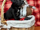 Cane Corso šuniukai su Ksu/fci dokumentais - nuotraukos Nr. 8