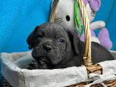 Cane Corso šuniukai su Ksu/fci dokumentais - nuotraukos Nr. 9