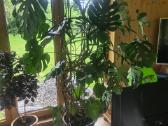 Monstera