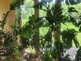 Monstera - nuotraukos Nr. 2