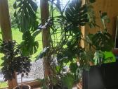 Monstera - nuotraukos Nr. 3