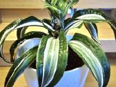 Kambarine gele "dracena".