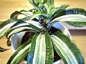 Kambarine gele "dracena". - nuotraukos Nr. 2