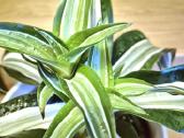 Kambarine gele "dracena". - nuotraukos Nr. 3