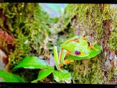 Sony Xr65a83l Oled naudotas televizorius