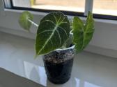 Alocasia 4in1 - nuotraukos Nr. 2