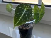 Alocasia 4in1