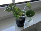 Alocasia 4in1 - nuotraukos Nr. 3