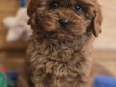 Cavapoo F1 - nuotraukos Nr. 5