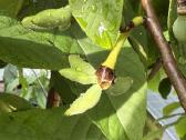 Asimina triloba