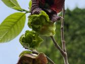 Asimina triloba - nuotraukos Nr. 2