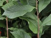 Asimina triloba - nuotraukos Nr. 3