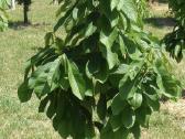 Asimina triloba - nuotraukos Nr. 4