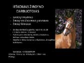 Ieškomas žirgyno darbuotojas