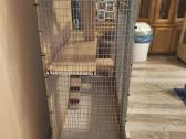 Erdvus Degu narvas - nuotraukos Nr. 3