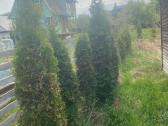 Parduodamas sodo sklypas 6a su nedideliu nameliu - nuotraukos Nr. 6
