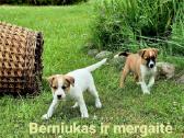 Dovanojami šuniukai