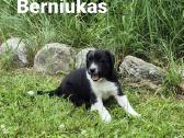 Dovanojami šuniukai - nuotraukos Nr. 7