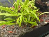 Aquael akvariumas Shrimp 30l su visais gyventojais - nuotraukos Nr. 3