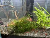 Aquael akvariumas Shrimp 30l su visais gyventojais - nuotraukos Nr. 4