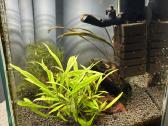 Aquael akvariumas Shrimp 30l su visais gyventojais - nuotraukos Nr. 2