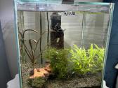 Aquael akvariumas Shrimp 30l su visais gyventojais