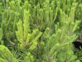 Juodoji pušis ,pinus nigra,nigra nigra - nuotraukos Nr. 2