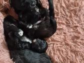 Pomapoo (Rezervacija) - nuotraukos Nr. 5