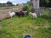 Parduoda 2jaunas avis su trim aviukais vasario - nuotraukos Nr. 5