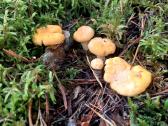 Parduodame voveraites - nuotraukos Nr. 3
